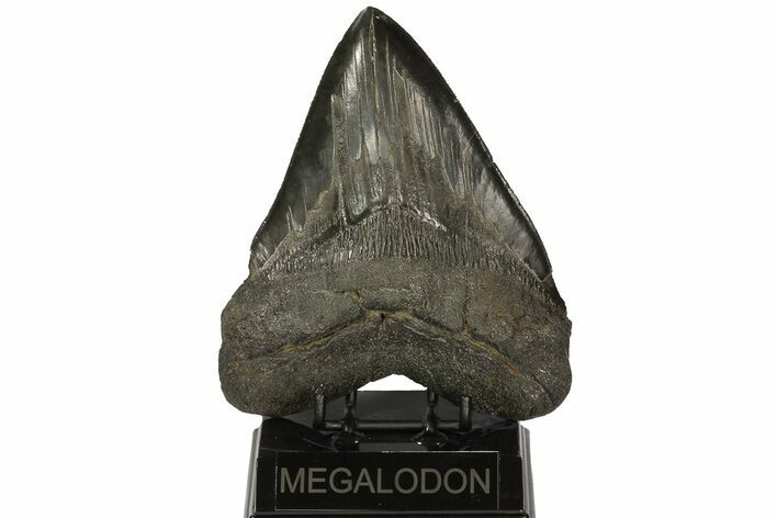 Huge, Fossil Megalodon Tooth - South Carolina #73832